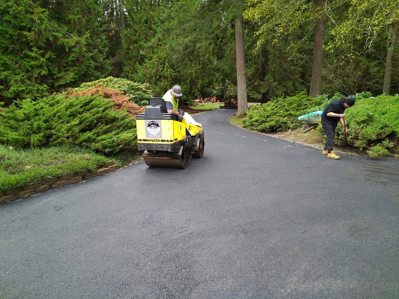 Roller finishing a garden driveway between evergreens